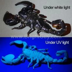 Flash Sale 🔥 Automotive Repair Flashlights Inova X5 UV Flashlight | Pro Grade 🥰 -Brightguy Sales Store Inova X5 UV Flashlight 6